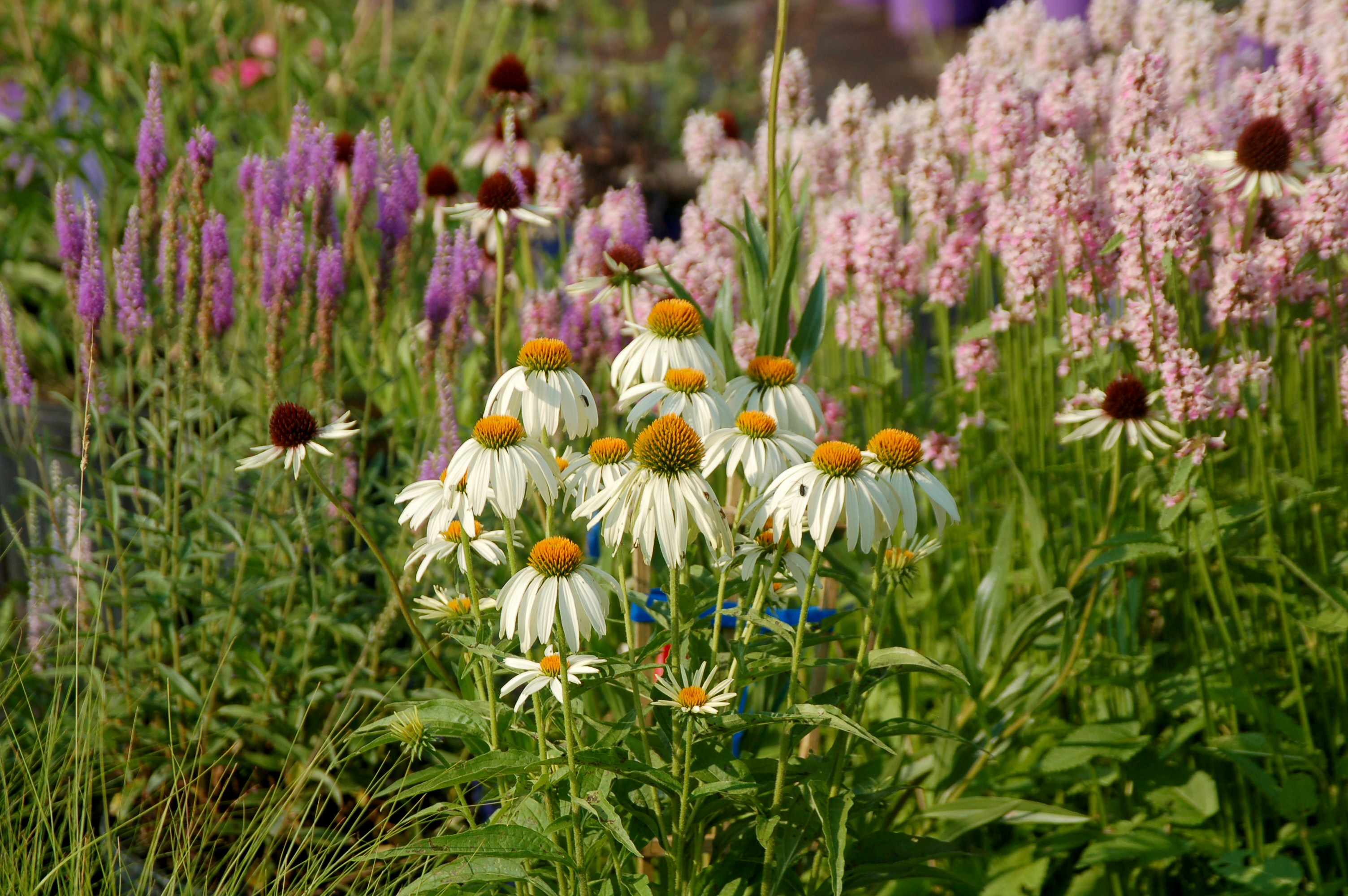 Echinacea 'White Showoff'