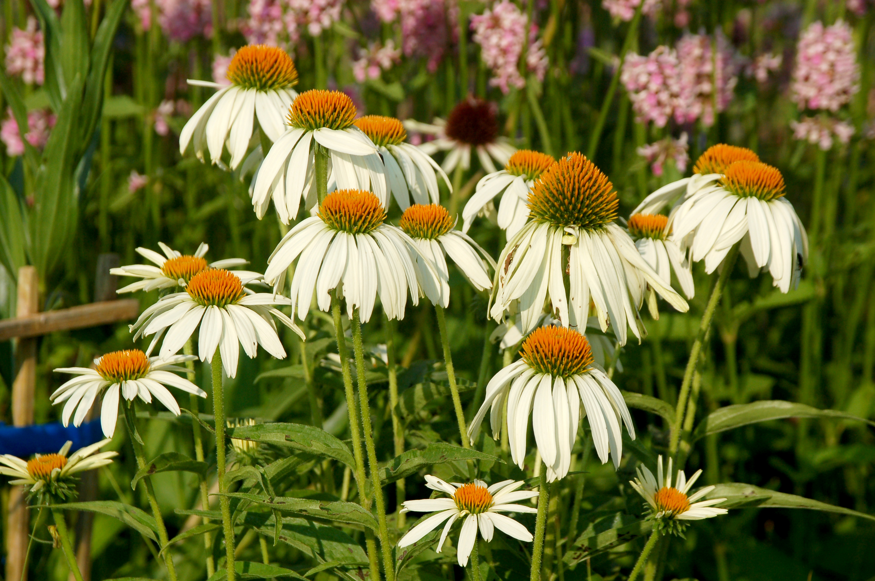 Echinacea 'White Showoff'