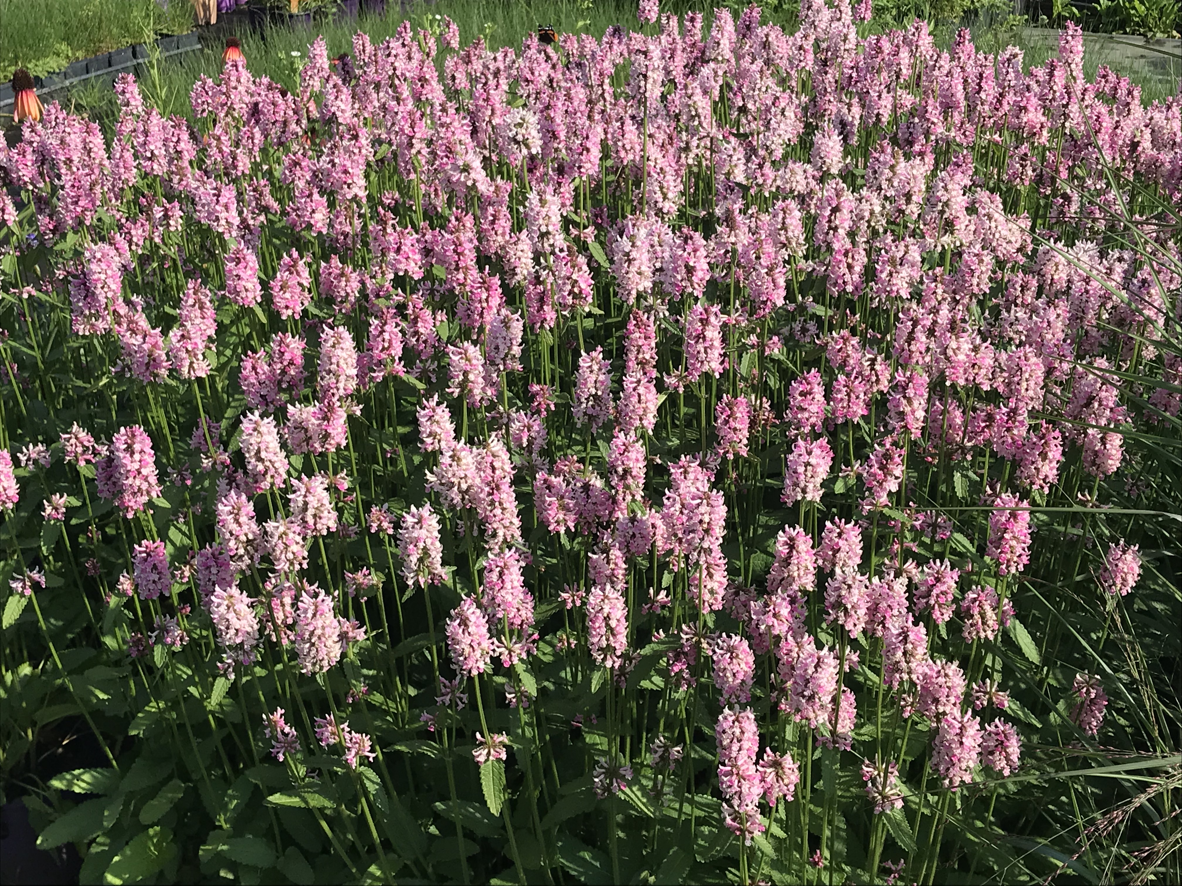 Stachys 'Summer Crush'